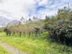 Einfamilienhaus mit Nebengebäuden auf großzügigem Areal (ca. 4.700 m²) in Hohensachsen - Obstwiese