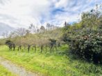 Einfamilienhaus mit Nebengebäuden auf großzügigem Areal (ca. 4.700 m²) in Hohensachsen - Obstwiese